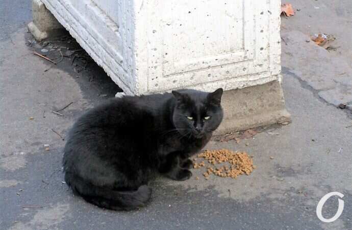 Зимние котики, корм