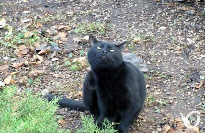 Зимние котики, важный