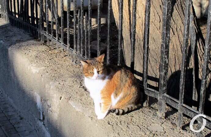 Зимние котики, у забора