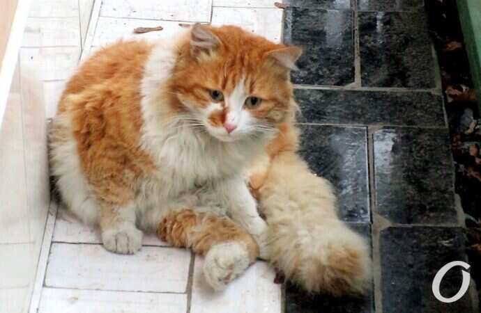 Зимние котики, бело-рыжий