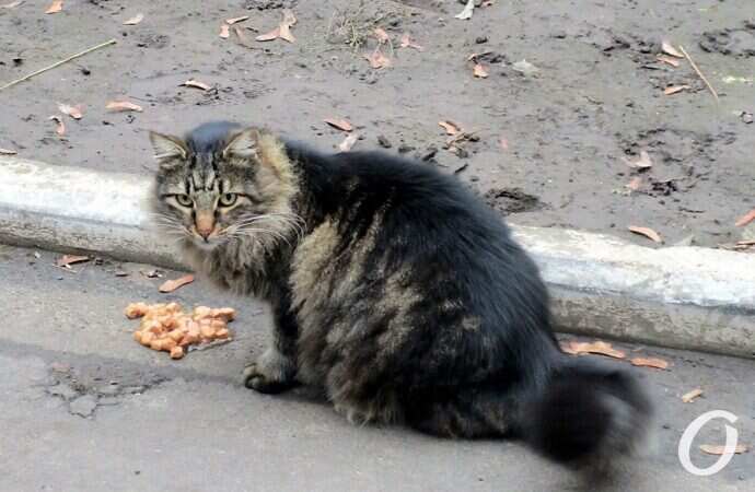 Зимние котики, кормежка