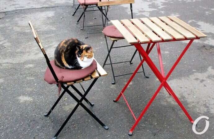 Зимние котики, кафе