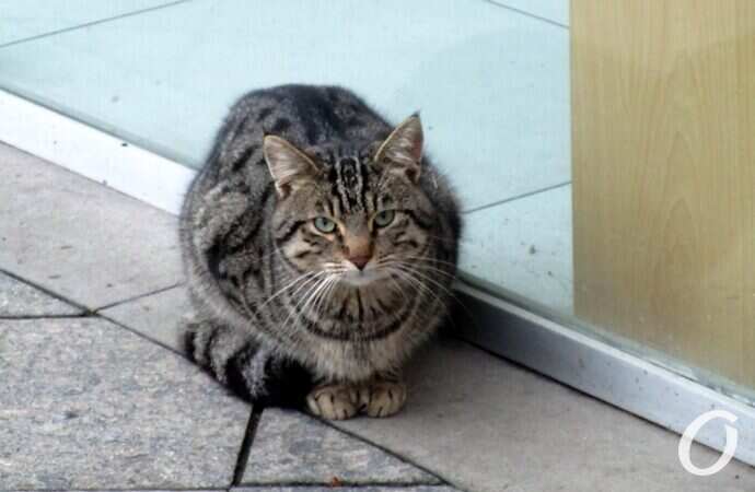 Зимние котики, полосатый