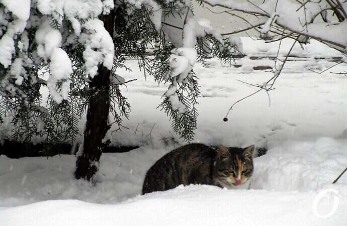 Зимние котики, в снегу