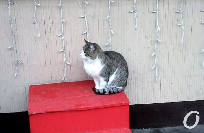 Зимние котики, гирлянда