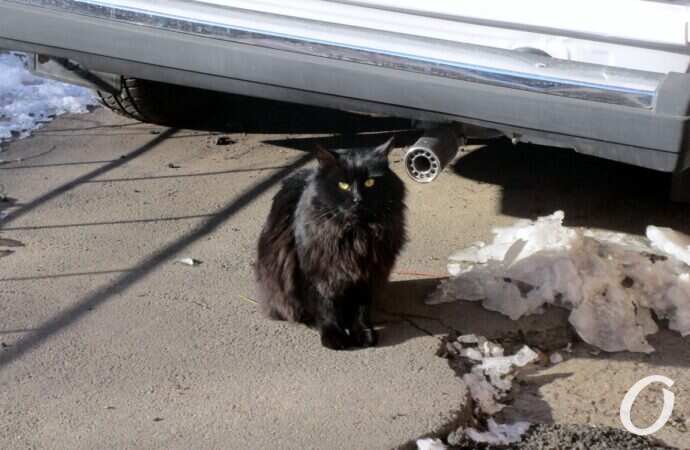 Зимние котики, на дорожке