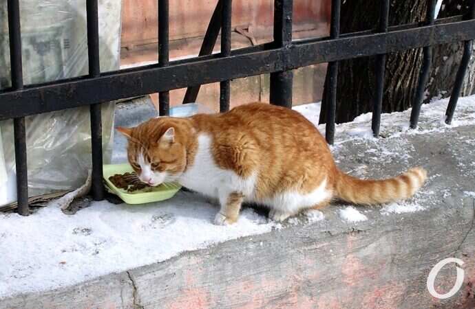 Зимние котики, еда