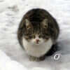Хозяева зимних одесских улиц: «кошачья» фотоподборка (фото)