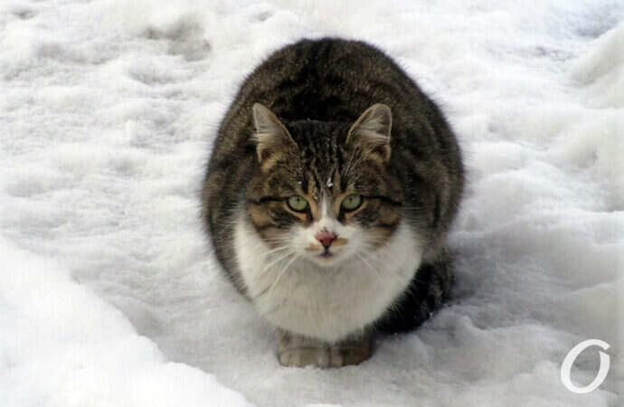 Хозяева зимних одесских улиц: «кошачья» фотоподборка (фото)