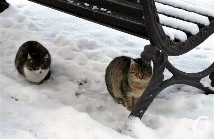 Зимние котики, скамейка