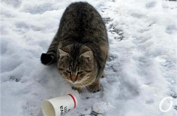 Зимние котики, стаканчик