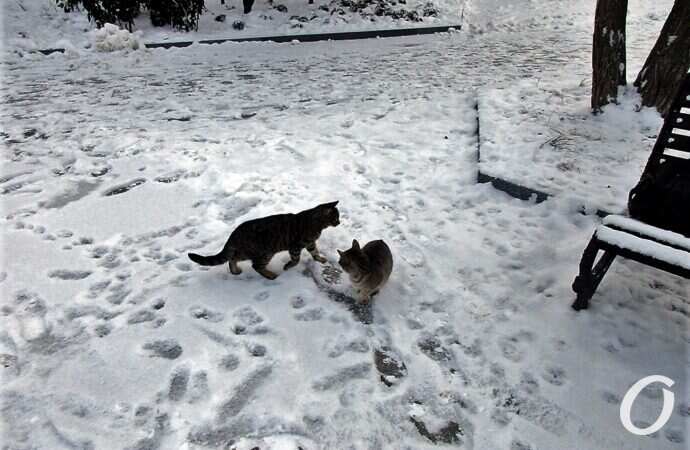 Зимние котики, двое