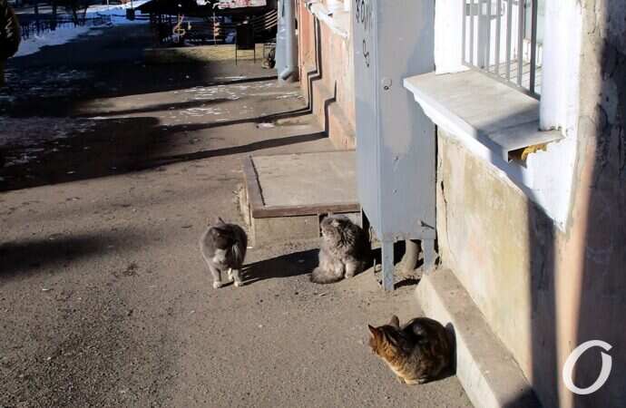 Зимние котики, трое