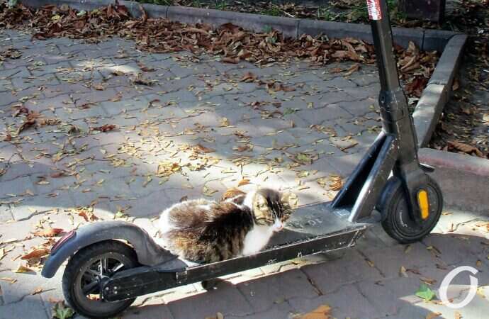 Зимние котики, самокат