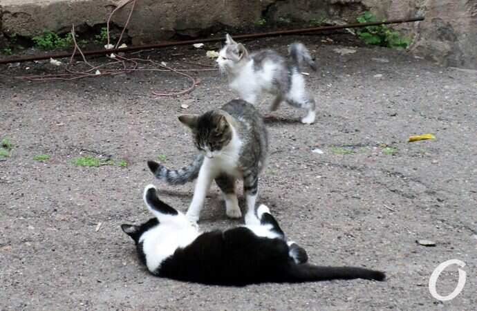 Зимние котики, разборки