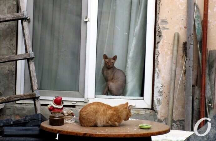 Зимние котики, сфинкс