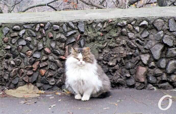 Зимние котики, камушки