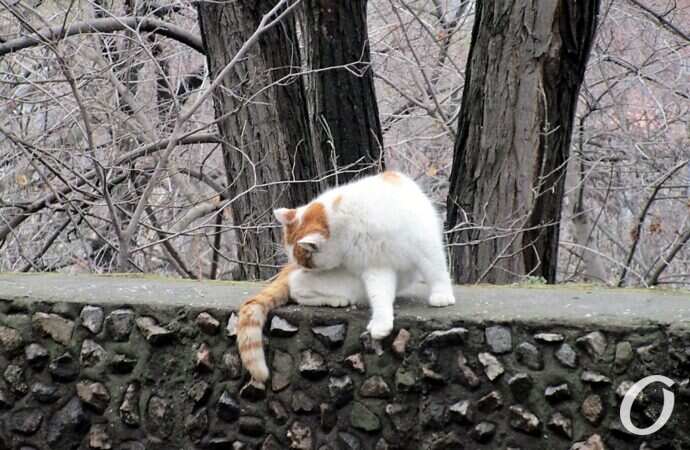 Зимние котики, на заборе