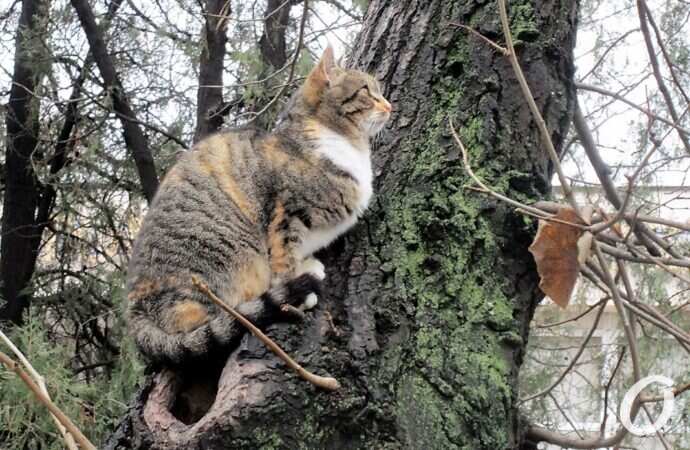 Зимние котики, на дереве