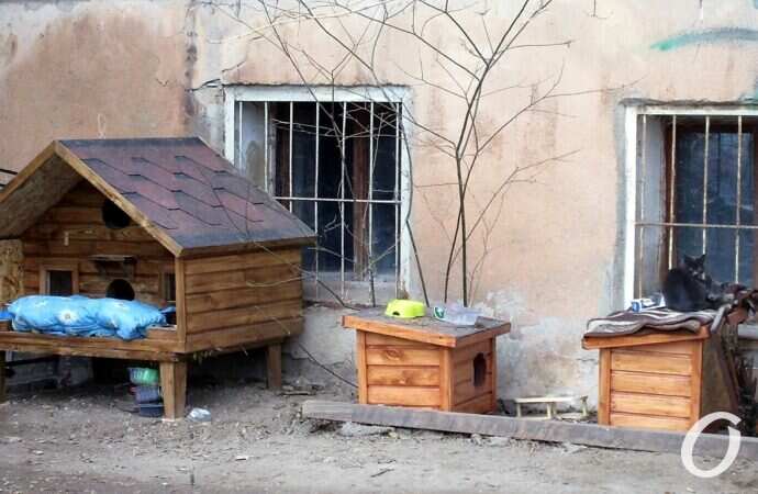 Зимние котики, домики