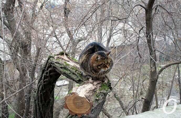 Зимние котики, дерево