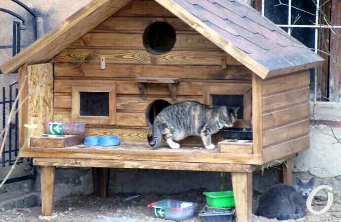 Зимние котики, в домике