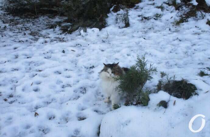 Оттепель в Одессе, котик
