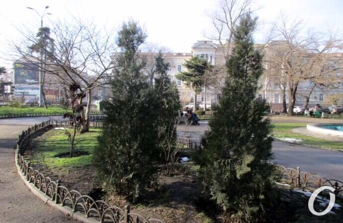 Сквер Пушкина, туи