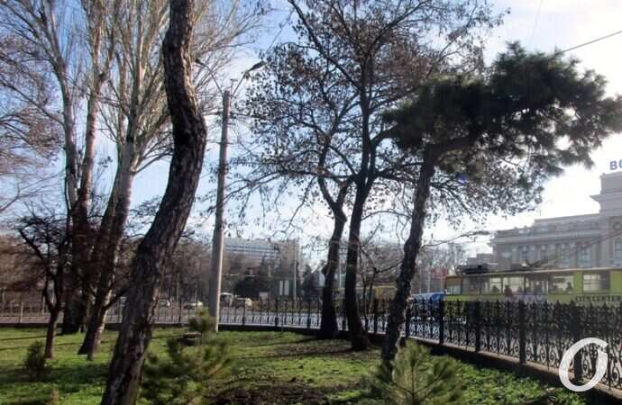 Сквер Пушкина, деревья