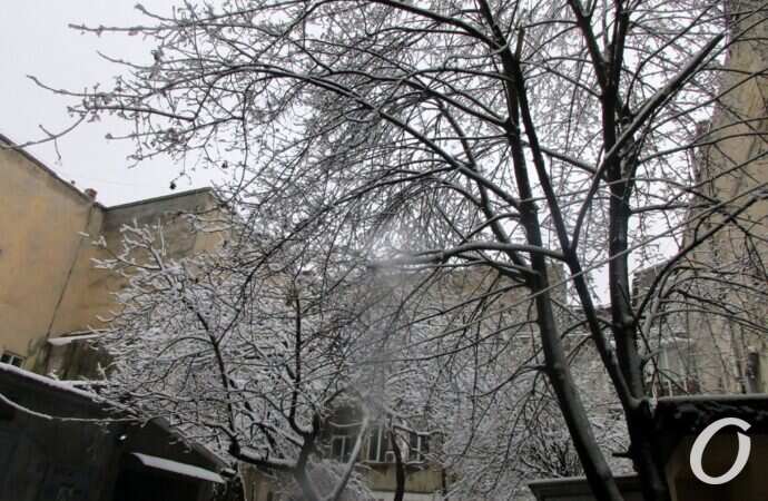 Одесские дворики зимой, деревья