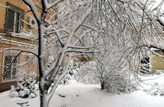 Одесские дворики зимой, дерево