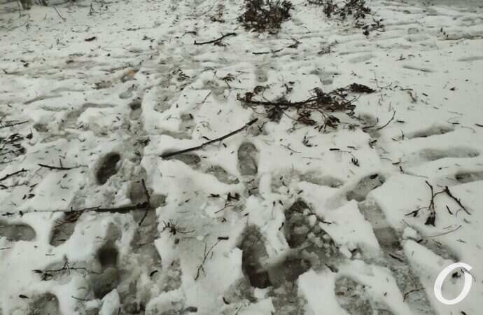 Таирова, снег неубранный