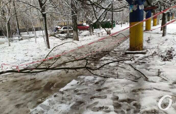 Таирова, снег, ветка