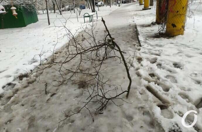 Таирова, снег, ветки под ногами