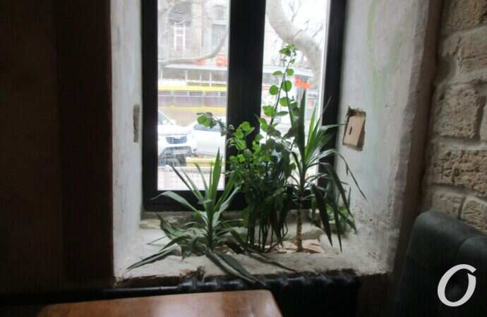 кафе-аптека, цветок