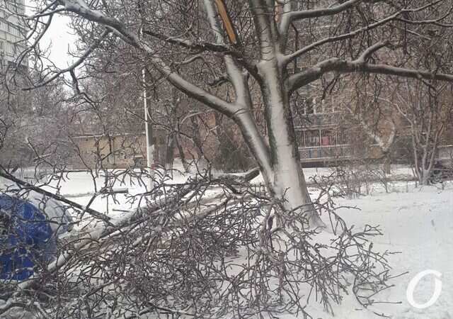 непогода, ветки