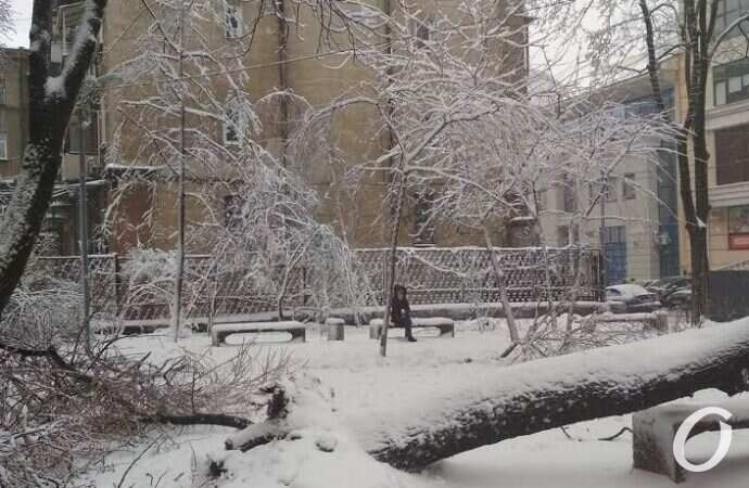 непогода, дерево