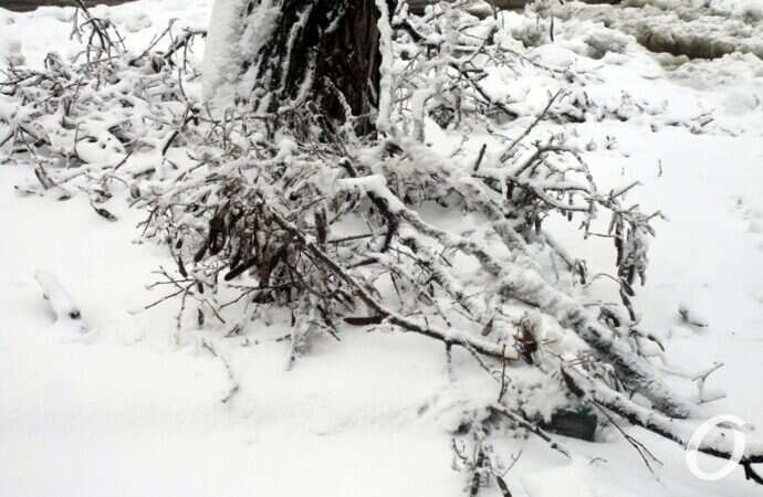 снег в Одессе, ветки дерева