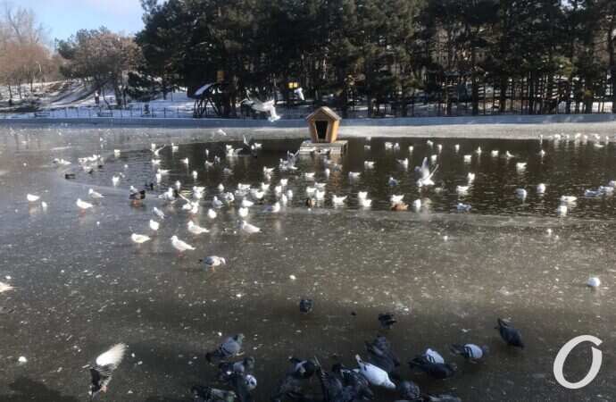 Пруды в одесском парке Победы затянуло льдом (фото) 