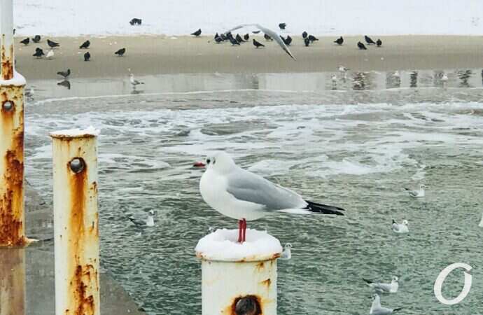 Аркадия в снегу, чайка