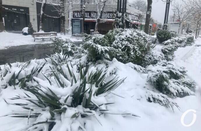 Аркадия в снегу, растения