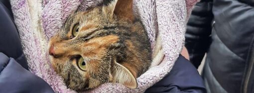 В Одессе бесплатно стерилизуют бездомных кошек – что надо знать желающим помочь животным