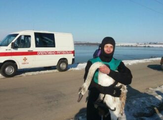 В Одесский зоопарк передали истощенного лебедя, найденного на пляже
