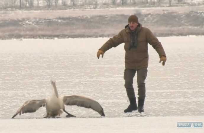 На лимане под Одессой спасли замерзающего пеликана с раненым крылом
