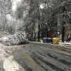 Кто и когда уберет упавшие деревья с одесских улиц?