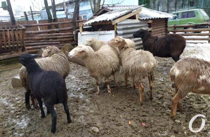 Одесский зоопарк зимой, бараны