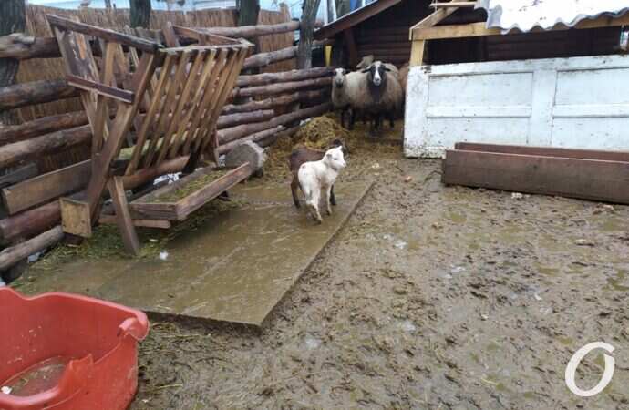 Одесский зоопарк зимой, козлята