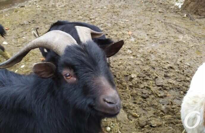 Одесский зоопарк зимой, коза