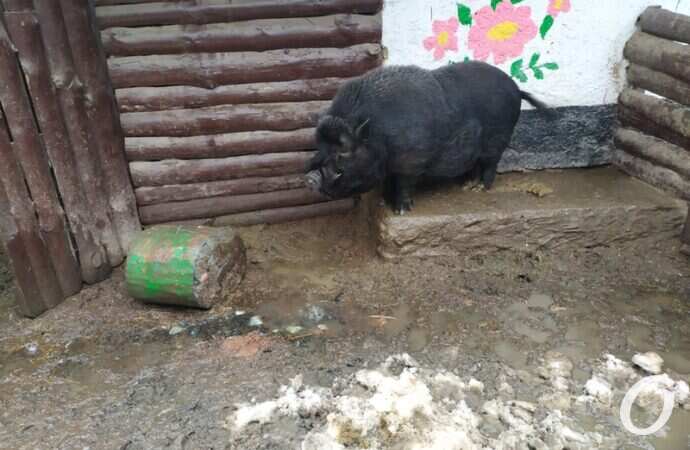Одесский зоопарк зимой, кабанчик