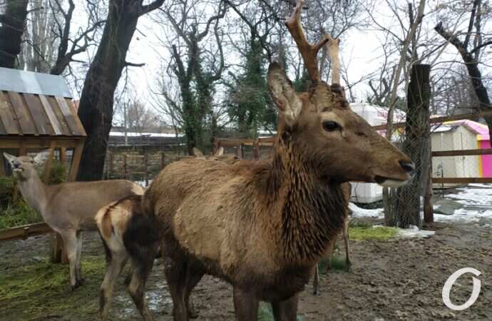 Одесский зоопарк зимой, олень